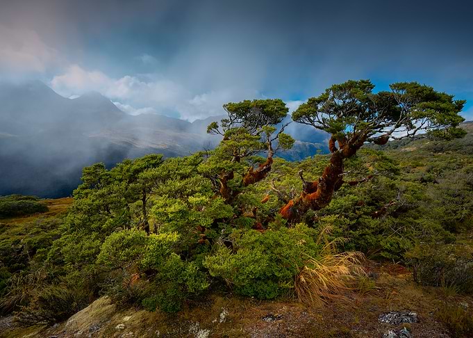 Fiordland NZ