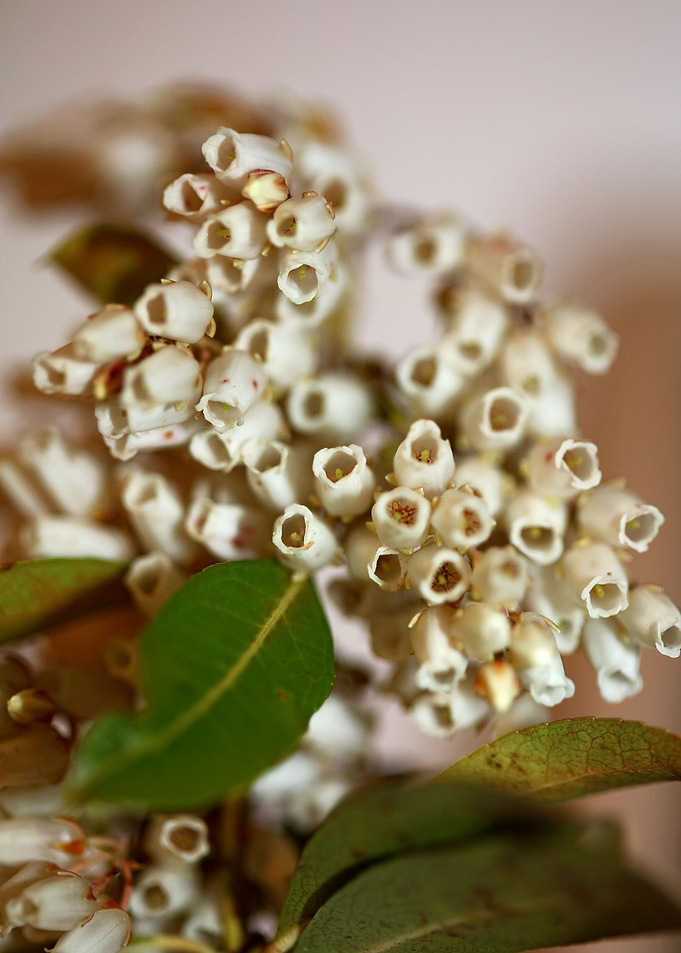 White Pieris flower macro