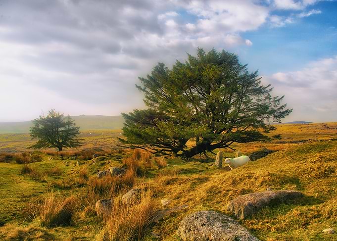 Mistic Dartmoor