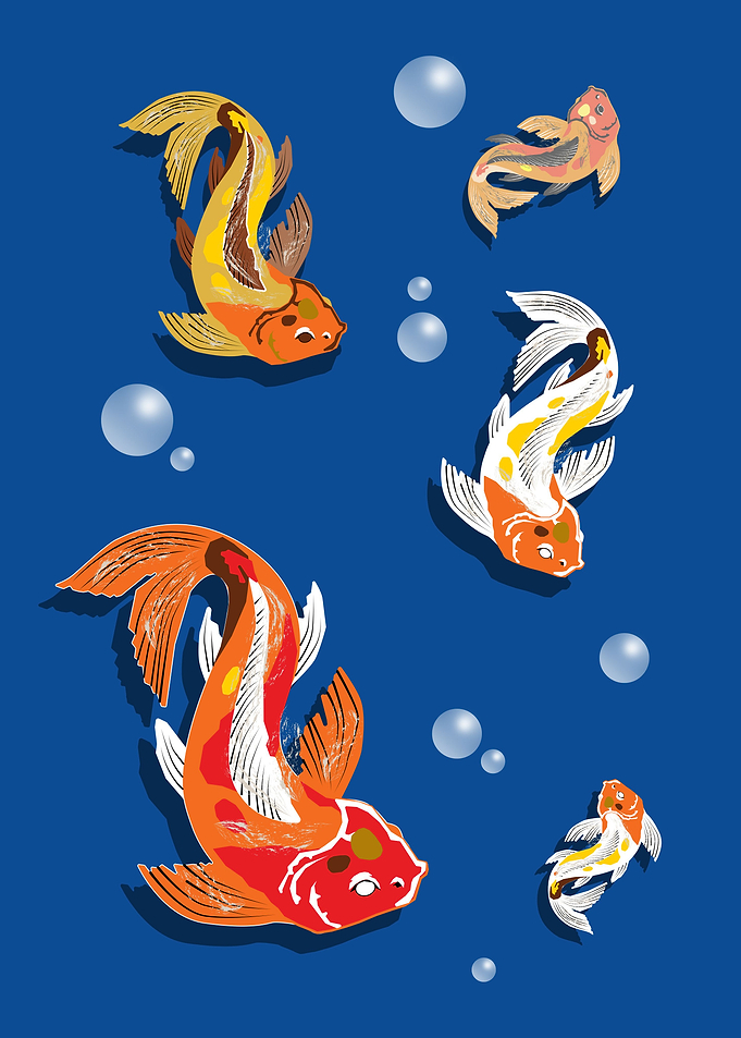 Koi carps in water