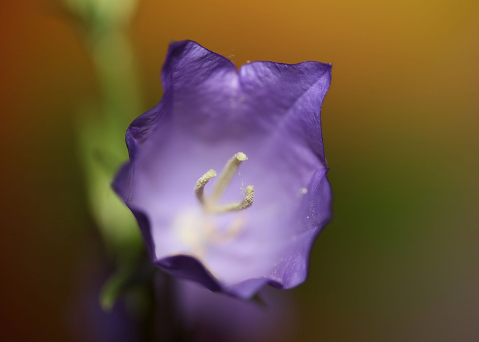Purple Campanula flowering