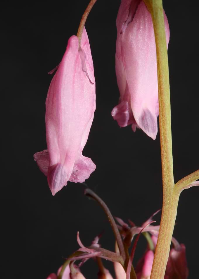 Dicentra flower close up