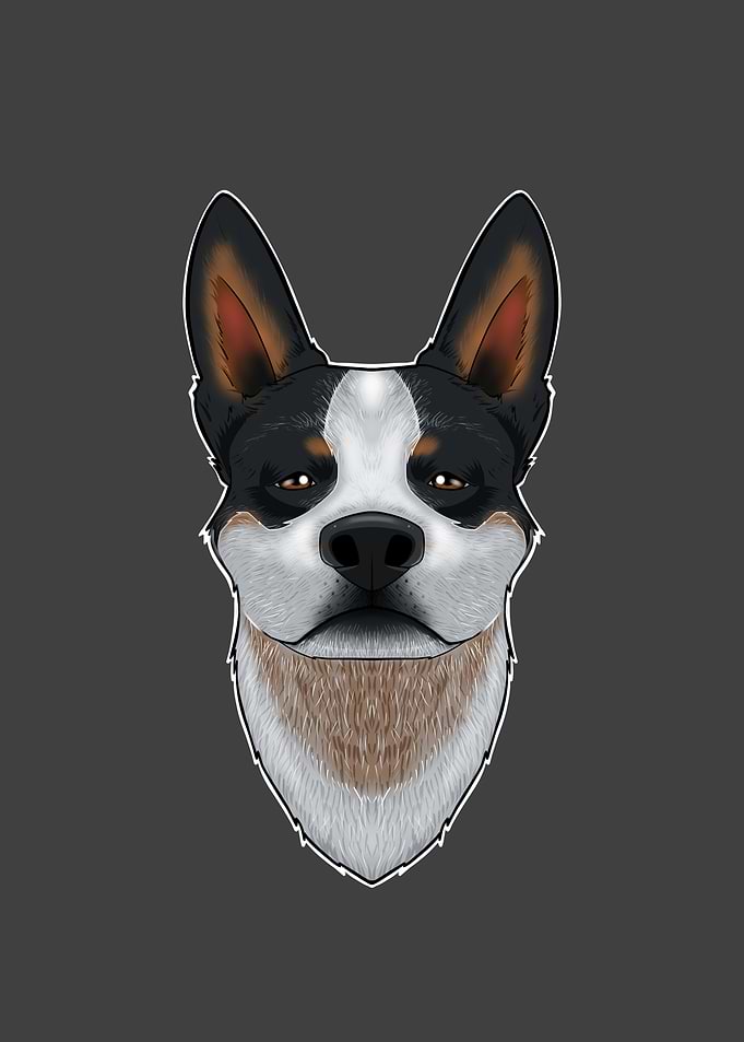 Australian Cattle Dog