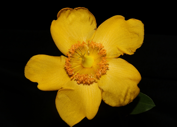 Hypericum flower close up