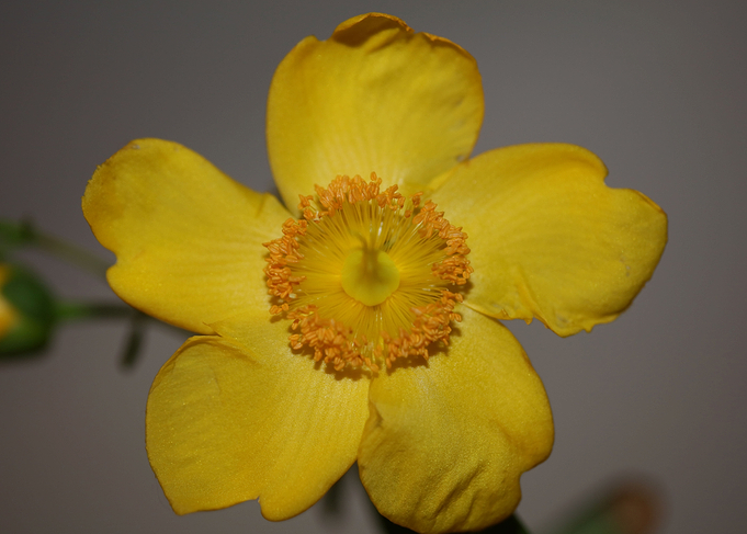 Hypericum flower blossom