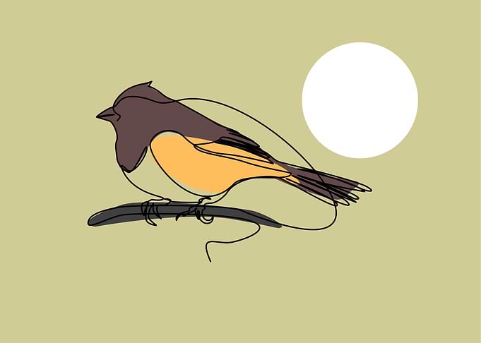 Bird artwork collection