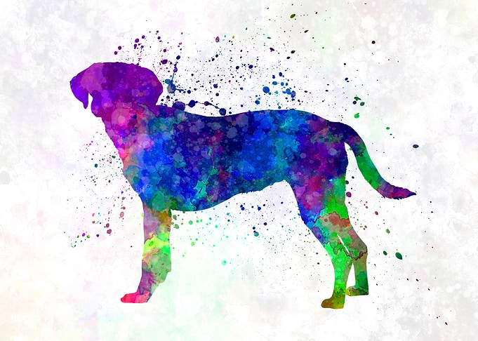 Istrian Scenthound dog