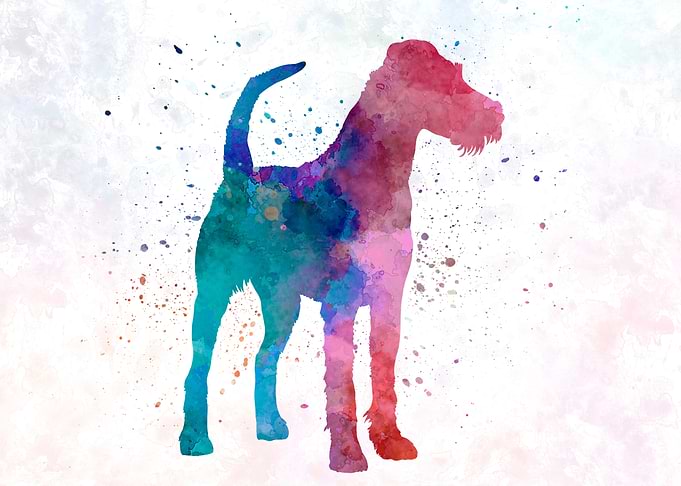 Irish Terrier dog