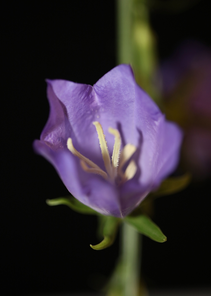 Campanula flower blossom