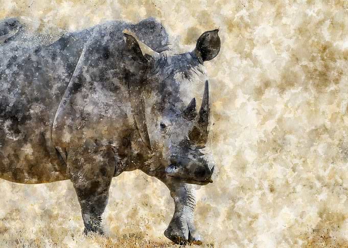 Rhino