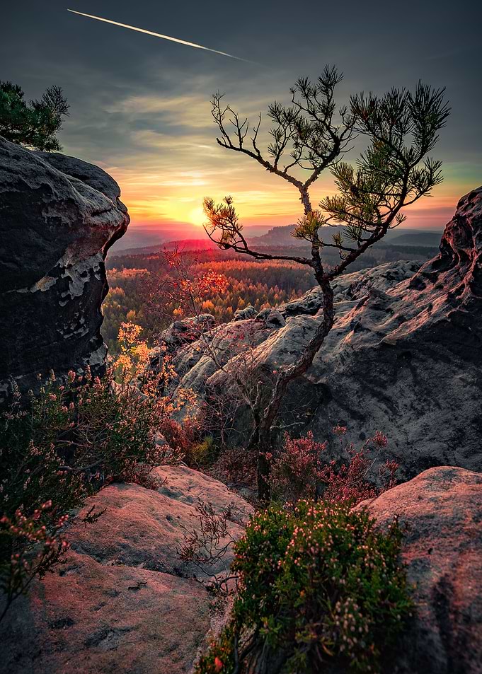 Lonely Tree