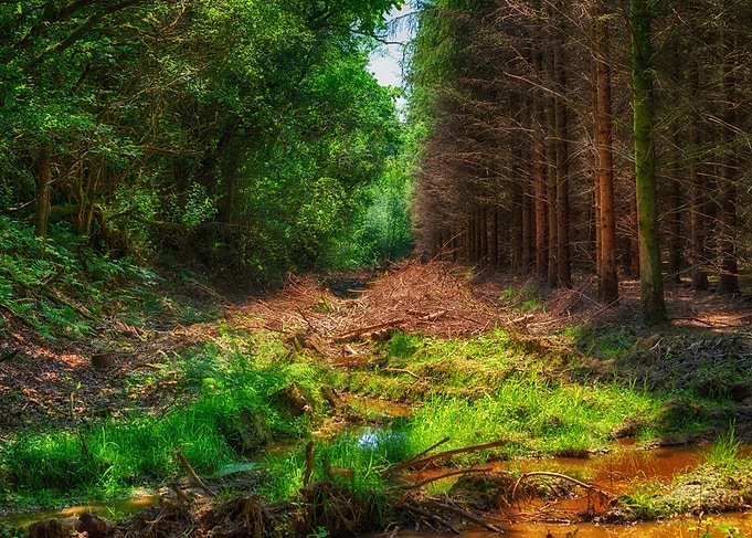 Bordero of two woods