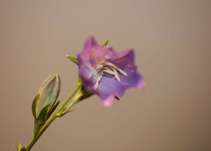 Purple Campanula flowering