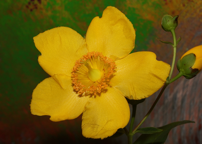 Hypericum flower close up