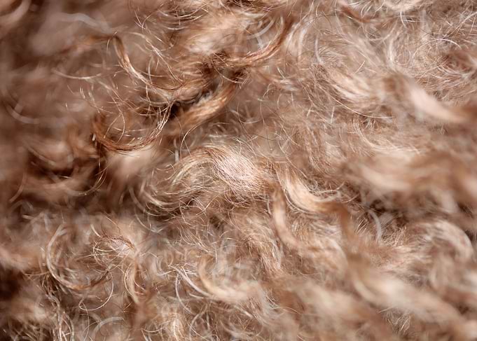 Brown curly hairs close up