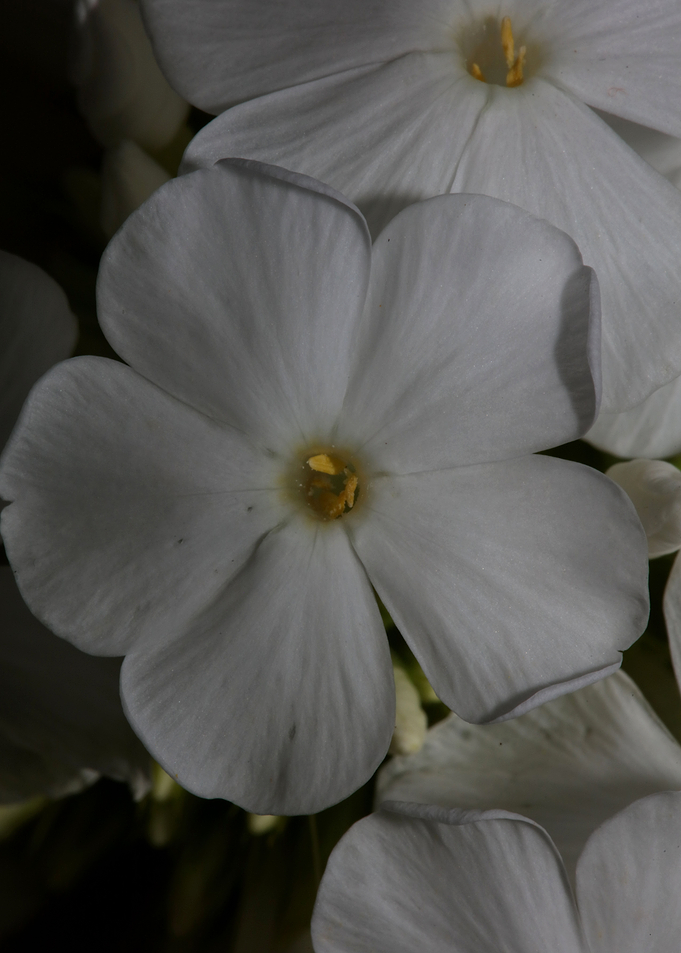 White Phlox flower blossom
