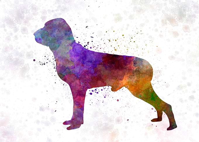 Italian Pointer dog