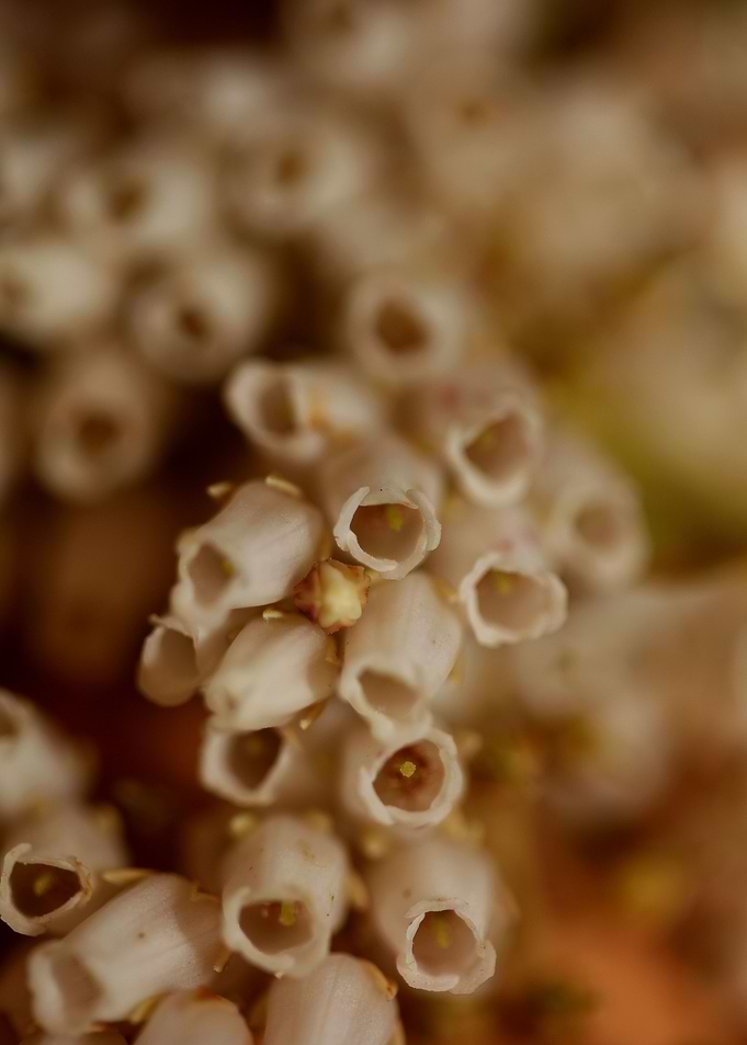 Pieris flowering close up