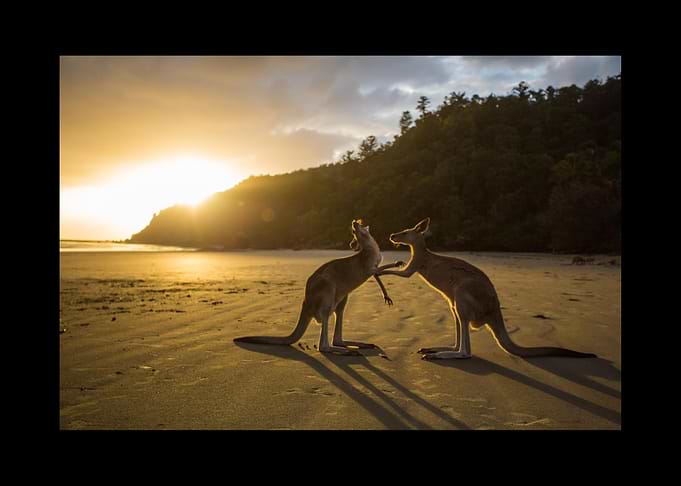 Kangaroo