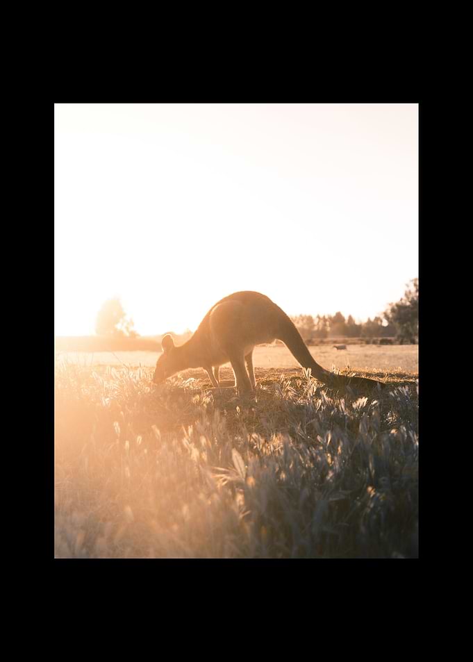 Kangaroo