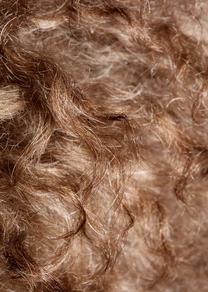 Dog brown hairs close up