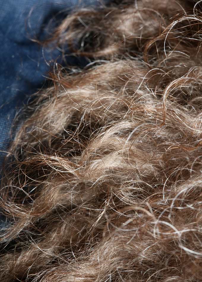 Dog brown hairs close up