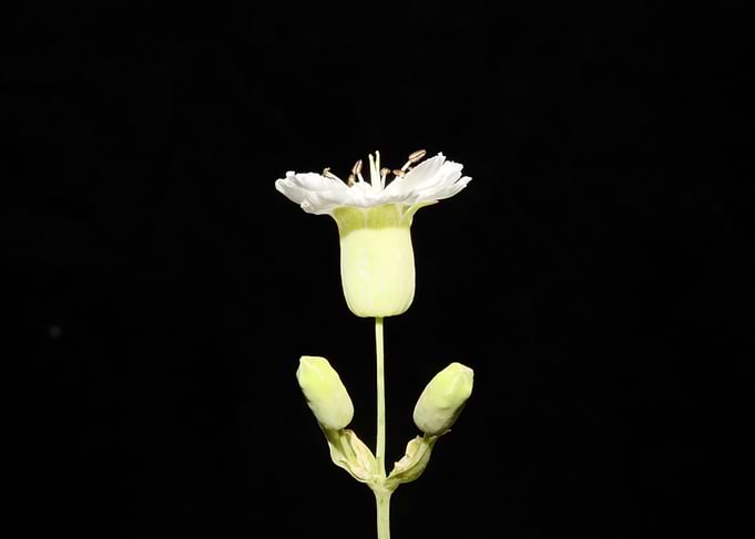 Silene flower blossoming