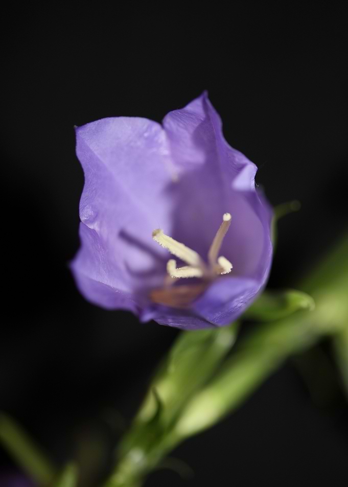 Flower close up Campanula