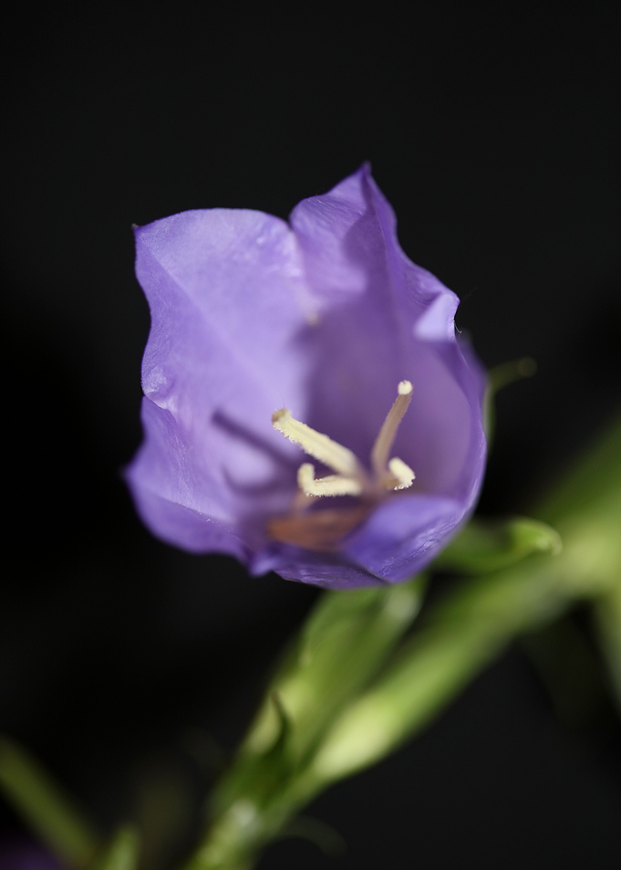 Flower close up Campanula