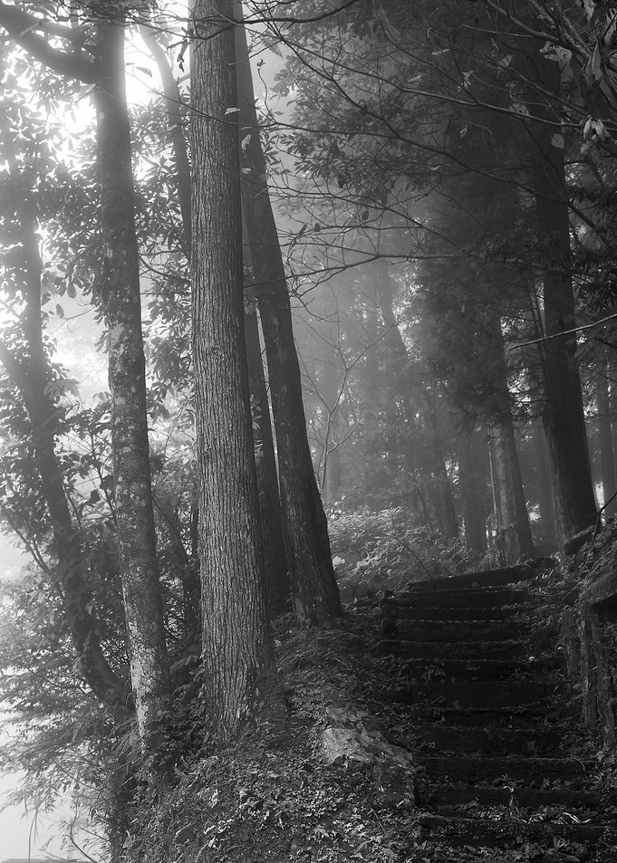 Misty forest
