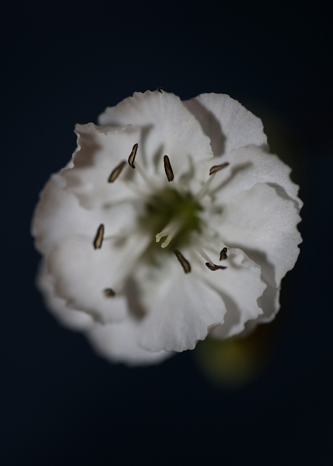 Silene flowering close up