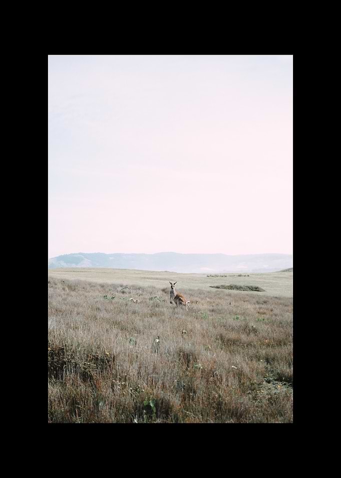 Kangaroo