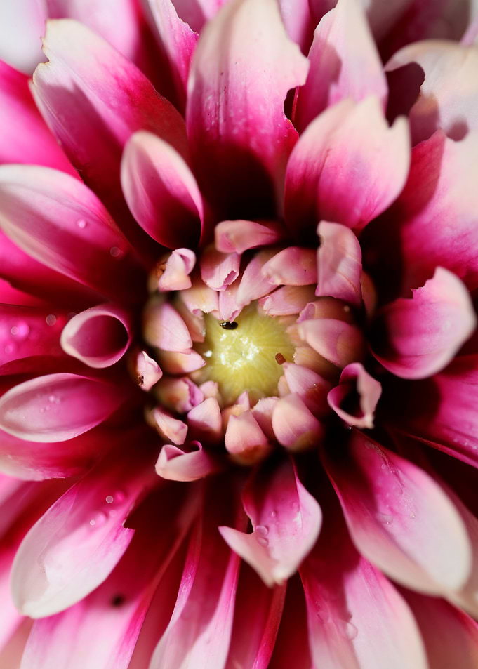 Dahlia flowering close up
