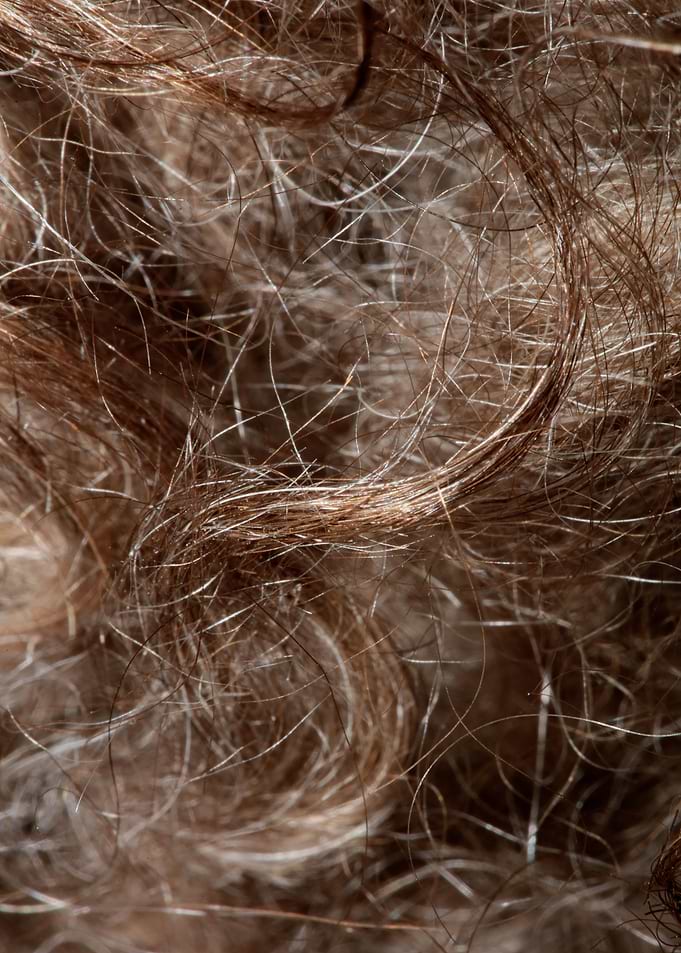 Brown curly hairs macro
