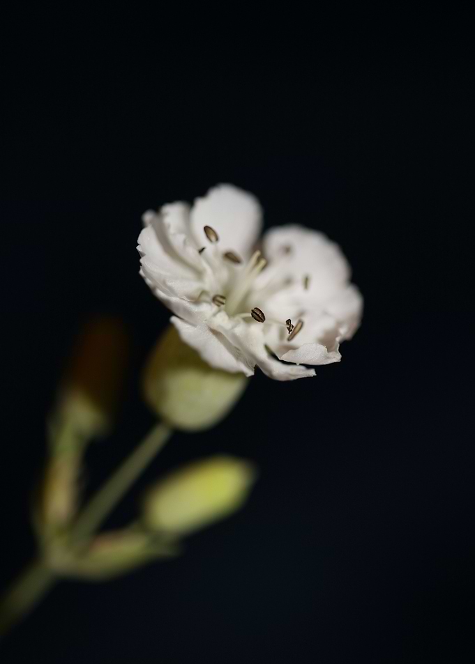 Silene flowering close up