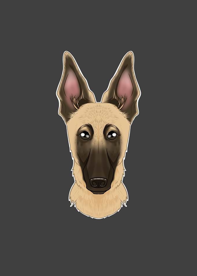 Belgian Malinois Lover I