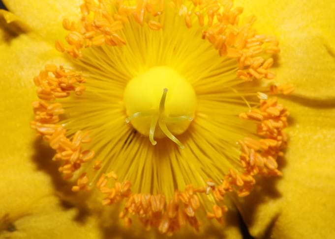 Hypericum flower close up