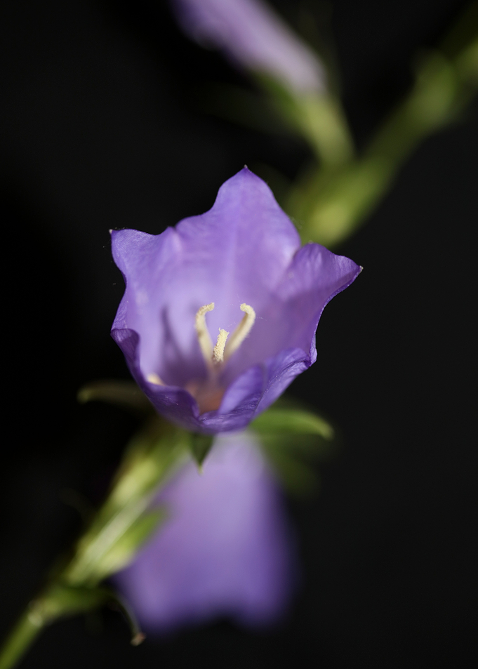 Flower close up Campanula