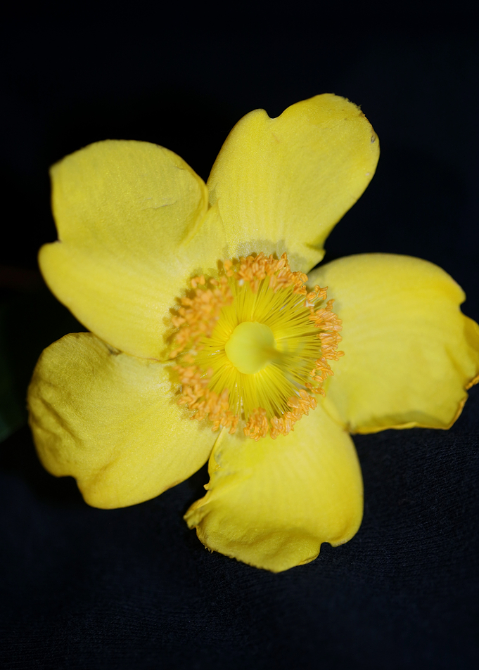 Hypericum flower close up