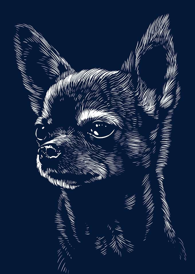 Chihuahua dog face