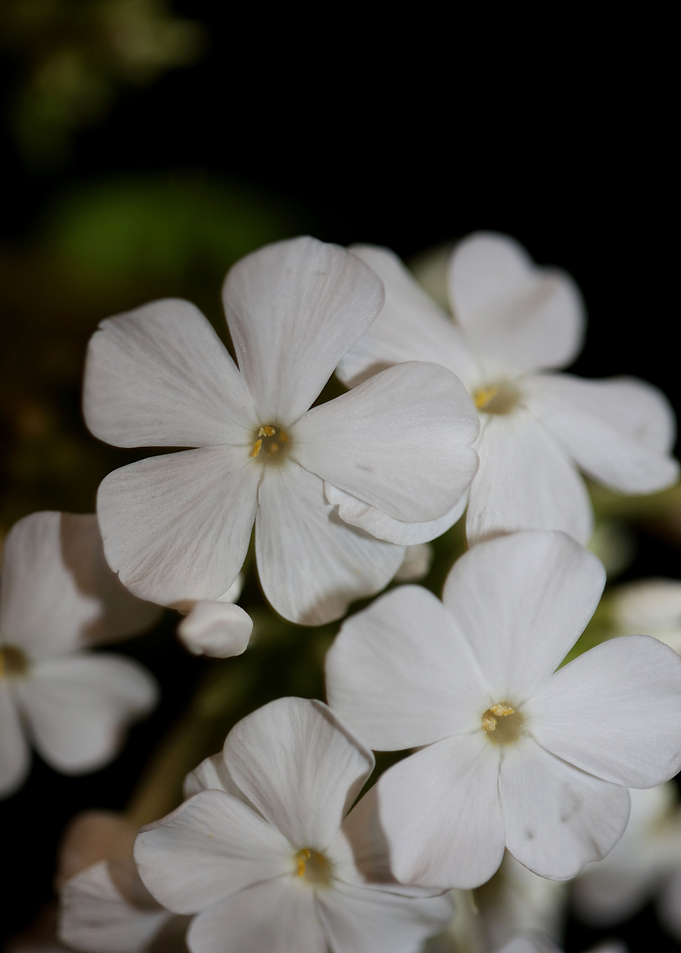 Phlox paniculata flowering