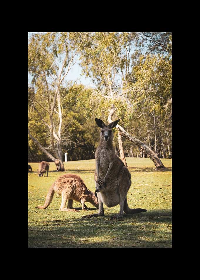 Kangaroo