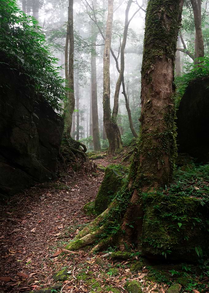Misty forest