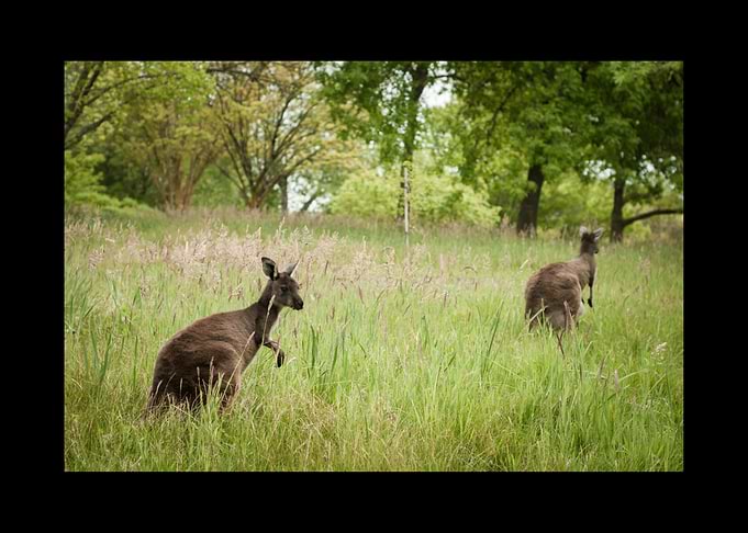 Kangaroo