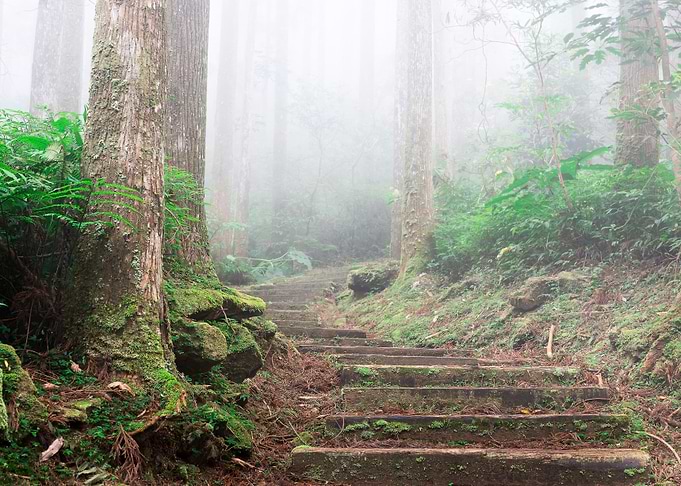 Misty forest
