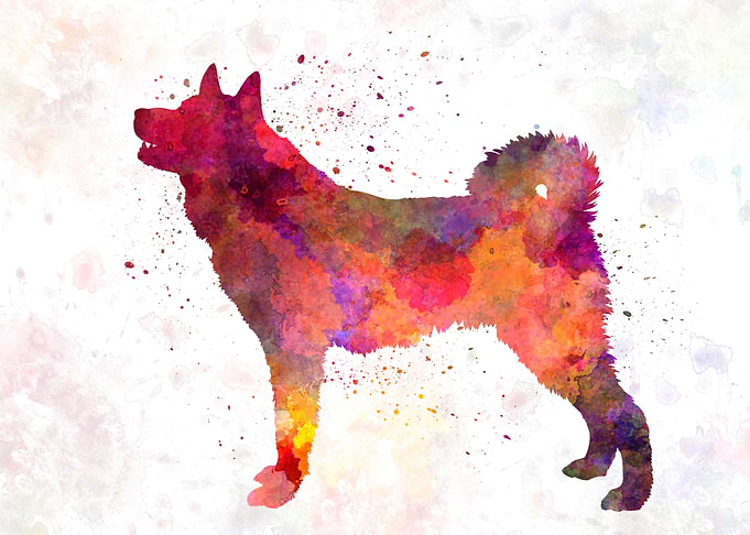 Karelian Bear Dog