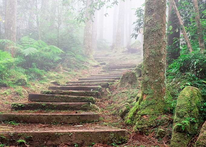 Misty forest