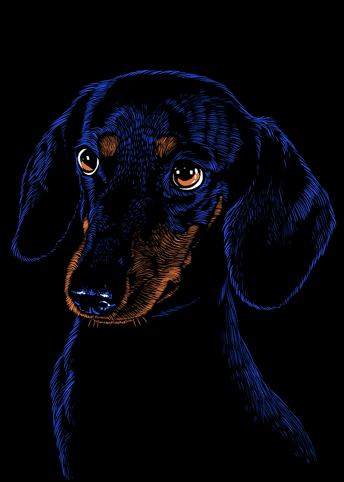 Dachshund pet