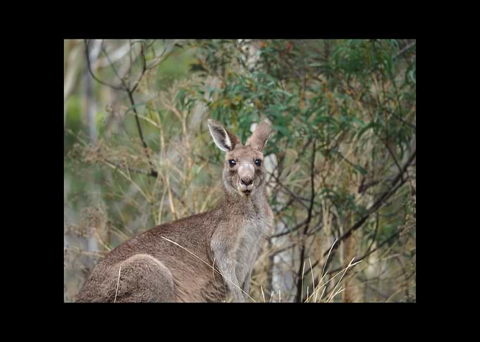Kangaroo