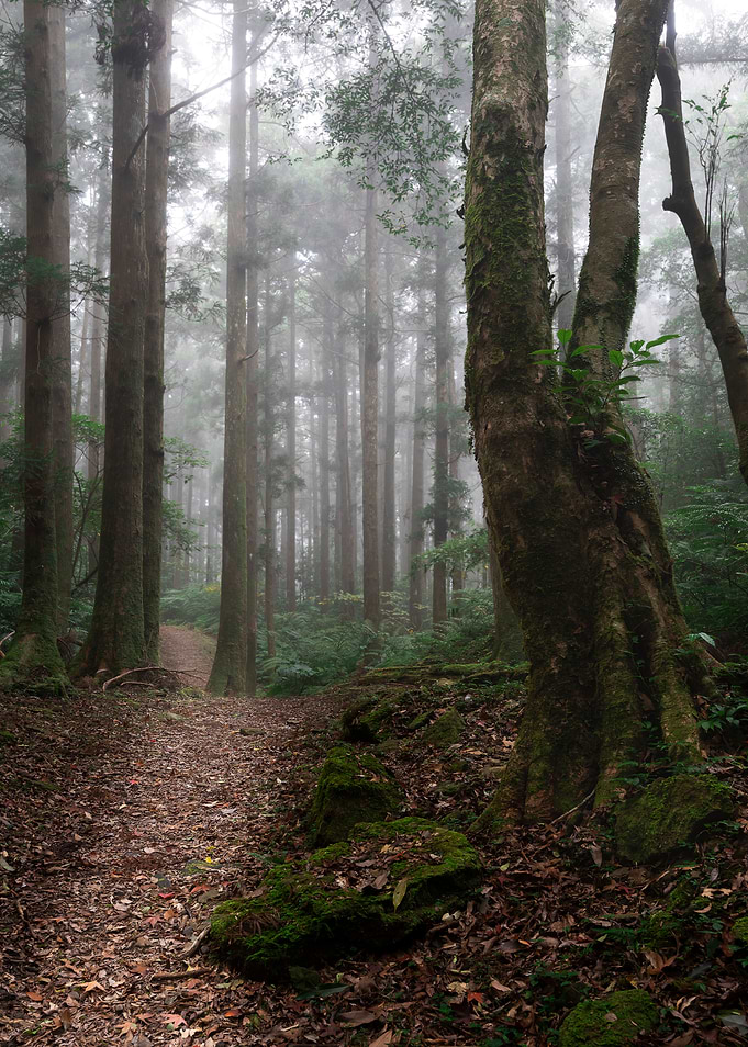 Misty forest